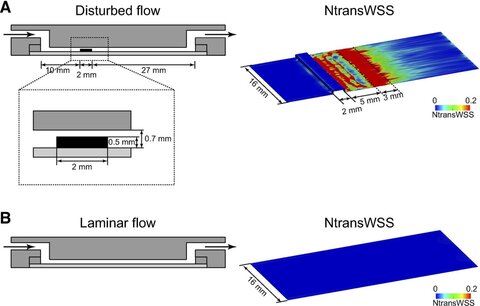 機械工学科の下權谷祐児准教授らの論文がAmerican Journal of Physiology-Cell Physiologyに掲載されました