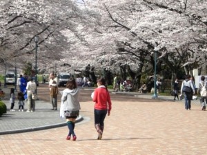 桜開放