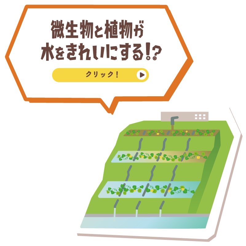 微生物と植物が水をきれいにする!?