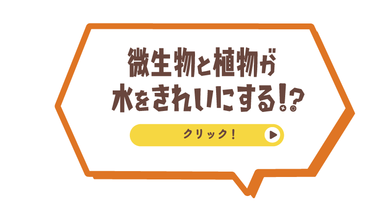 微生物と植物が水をきれいにする!?